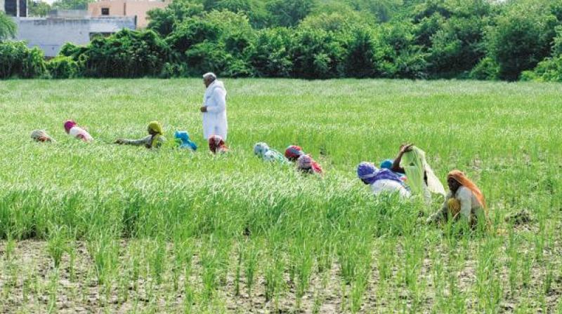 Modi Government's Great Gift to Farmers Modi Government's Great Gift to Farmers