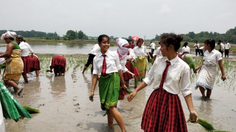 Students participating in sowing crops