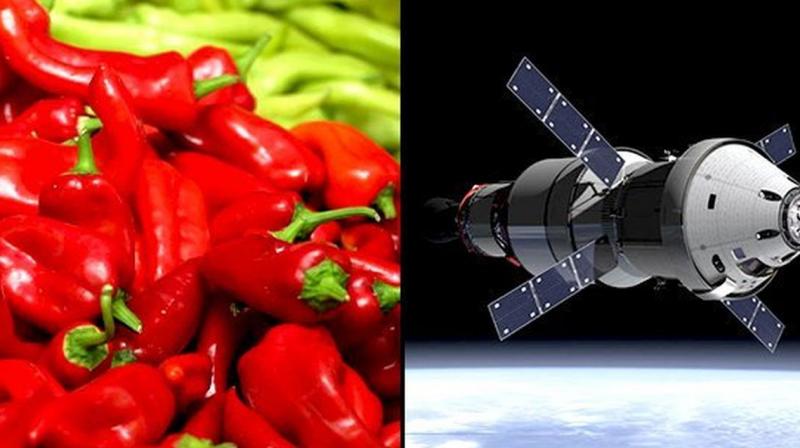 NASA PLANNING TO GROW CHILI PEPPERS ON SPACE 