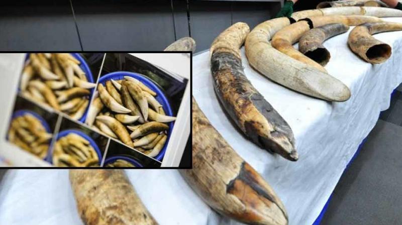 Tusks and Tiger teeth recovered Tusks and Tiger teeth recovered