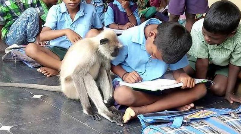 Langur Student Langur Student