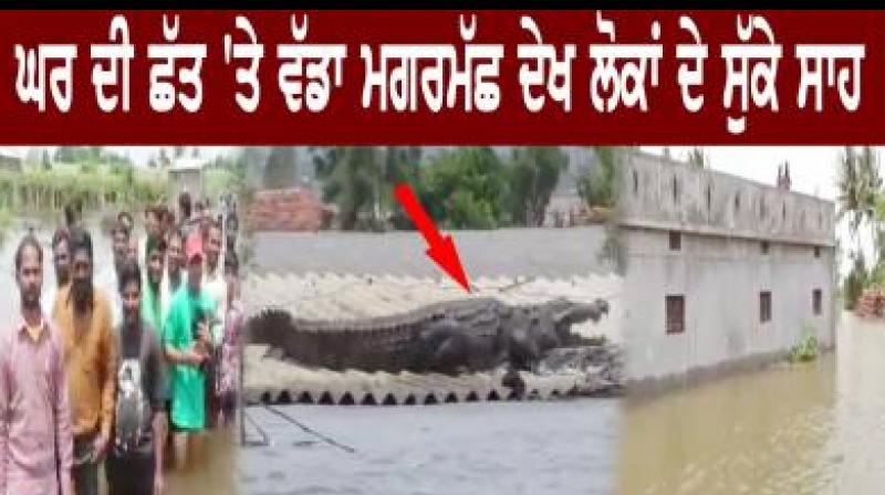 crocodile spotted on roof of submerged housein flood hit karnataka