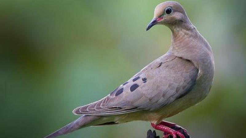Dove Dove
