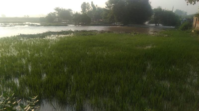 Loss of paddy crop due to floods near firozpur Loss of paddy crop due to floods near firozpur