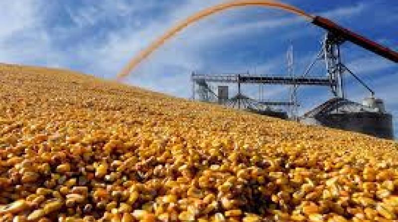 Grain Grain