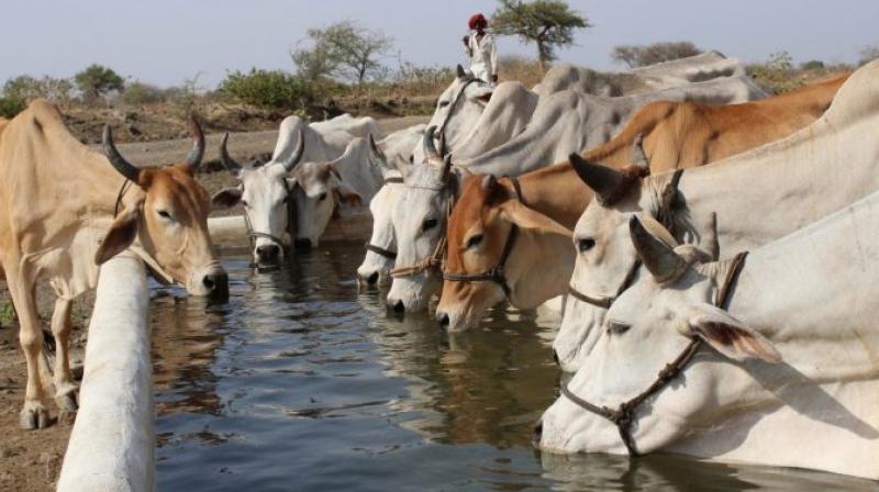 Drug From Cow Urine-Dung Can Produce ‘Highly Intellectual’ Kids