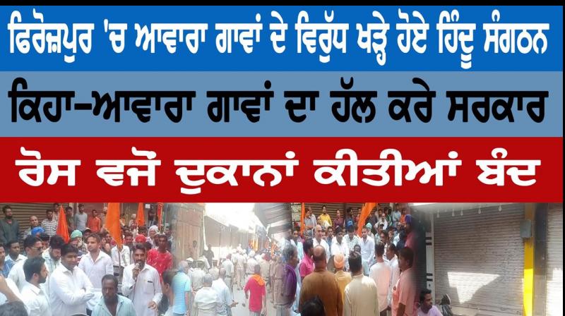 Hindu organizations set up against Stray cattle in Ferozepur Hindu organizations set up against Stray cattle in Ferozepur