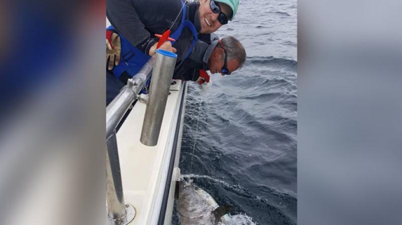 Man Caught Giant Tuna Worth 3 Million Euros Man Caught Giant Tuna Worth 3 Million Euros