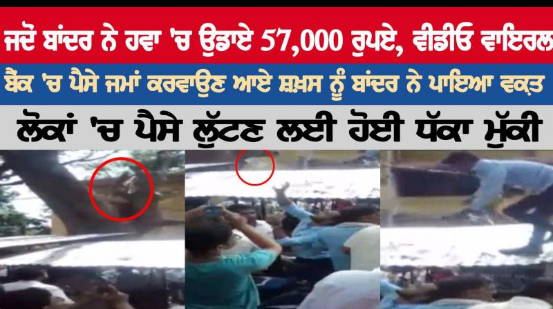 Monkey in Badaun snatched a bag full of notes Monkey in Badaun snatched a bag full of notes