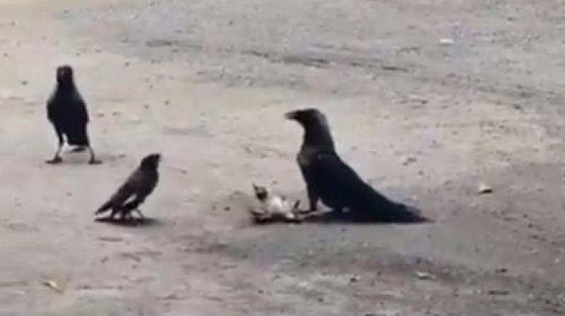A Bird Played On Its life to Save the Child 