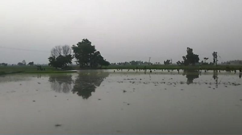 Sutlej's polluted water