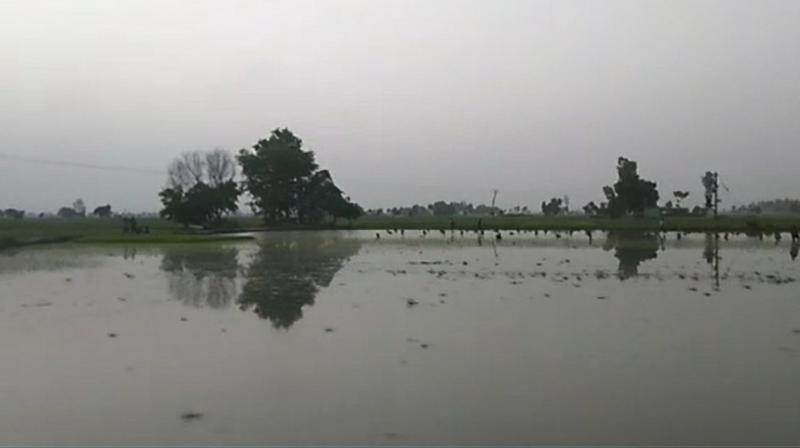 Sutlej's polluted water Sutlej's polluted water