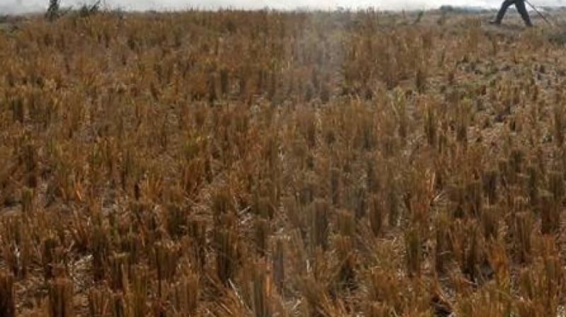 Punjab Government in Action 196 Farmers Arrested For Burning Stubble Punjab Government in Action 196 Farmers Arrested For Burning Stubble