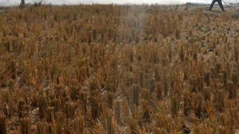 Punjab Government in Action 196 Farmers Arrested For Burning Stubble 