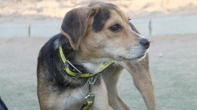 Man allegedly dragged his dog behind his car Man allegedly dragged his dog behind his car