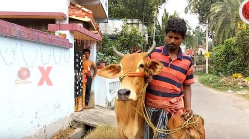 Man wants gold loan against cows after Dilip Ghosh's 'gold in milk' theory Man wants gold loan against cows after Dilip Ghosh's 'gold in milk' theory