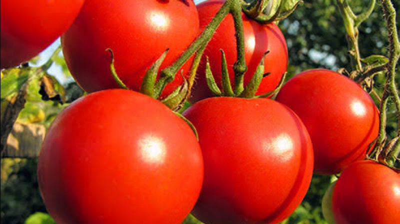 Tomato Tomato