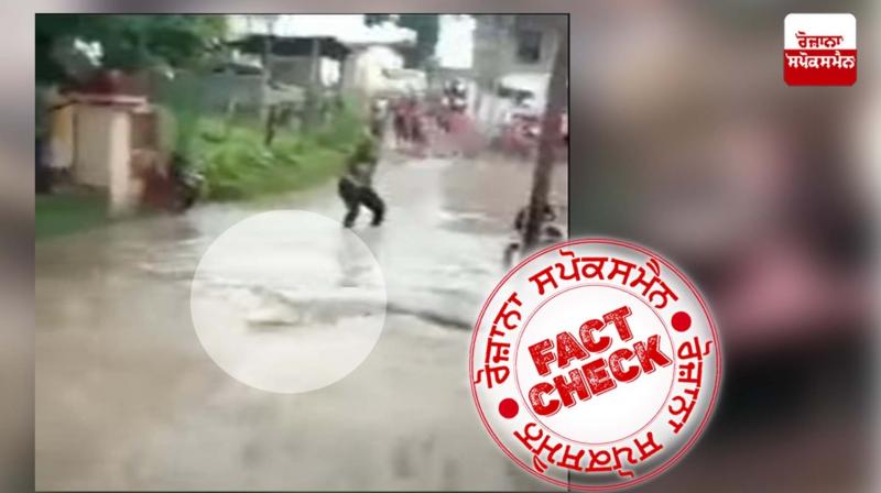 Fake news going viral claiming alligator seen in Mohali Fake news going viral claiming alligator seen in Mohali