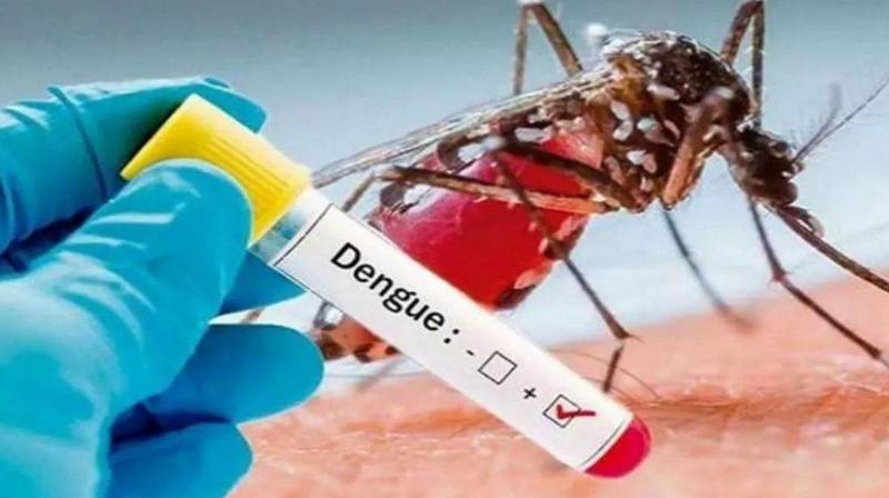 dengue cases increasing in punjab