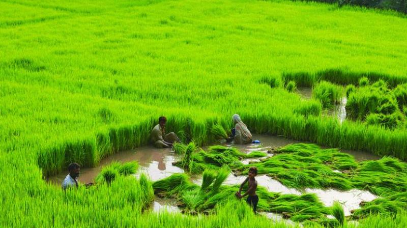 This is how to cultivate paddy in a natural way This is how to cultivate paddy in a natural way