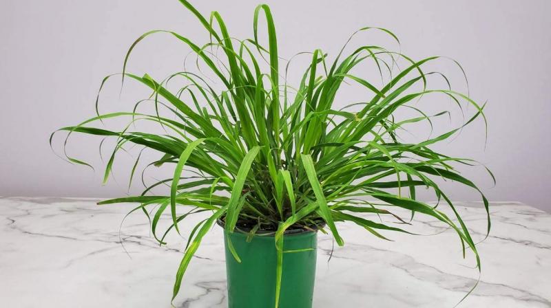 Lemon Grass Lemon Grass