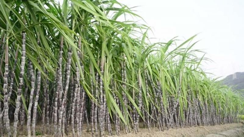 Major pests of sugarcane crop and preventive measures Farming News Major pests of sugarcane crop and preventive measures Farming News