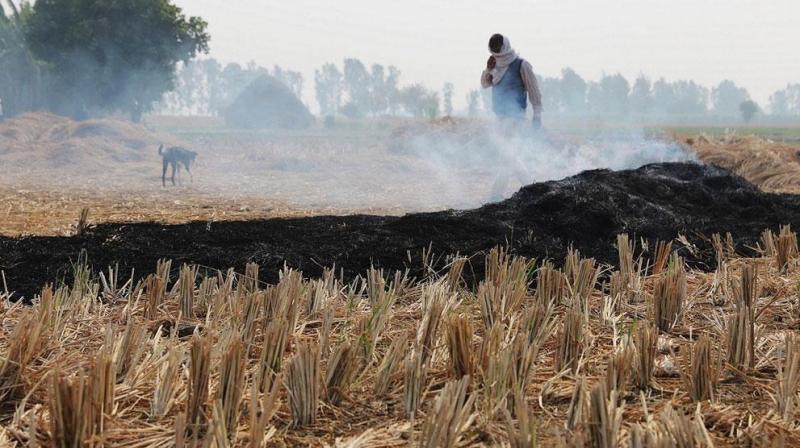 Paddy Stubble Burning Paddy Stubble Burning