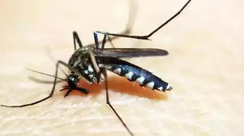 ICMR develops new technology to kill mosquitoes ICMR develops new technology to kill mosquitoes