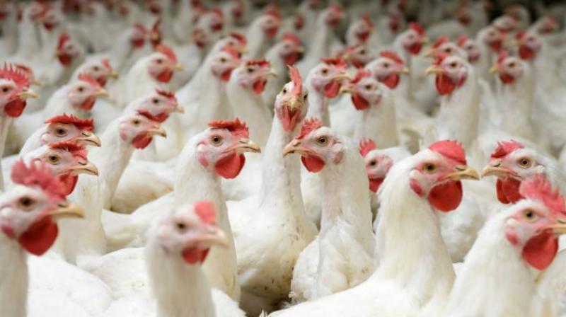 poultry poultry