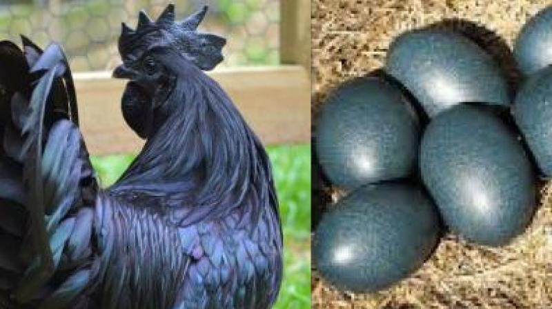 Kadaknath Hen