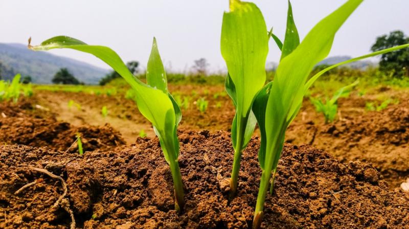 Pradhan Mantri Fasal Bima Yojana