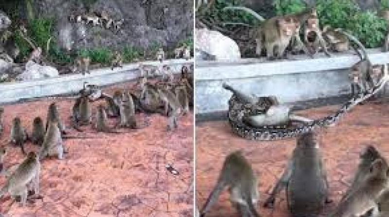 Wild python strangles monkey