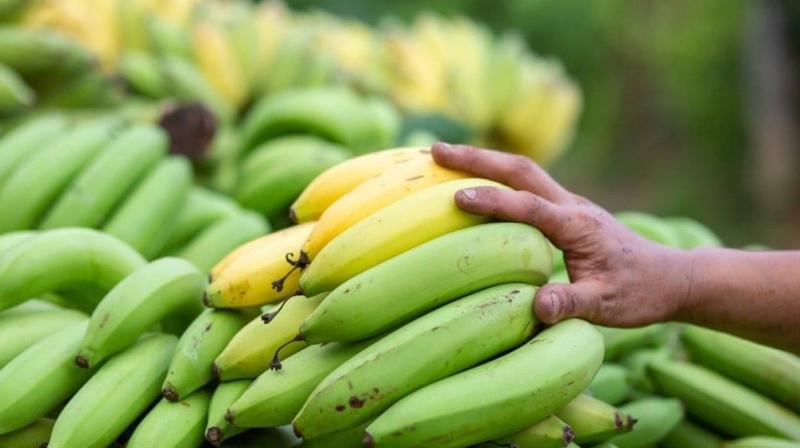 Raw Bananas For Diabetes Raw Bananas For Diabetes