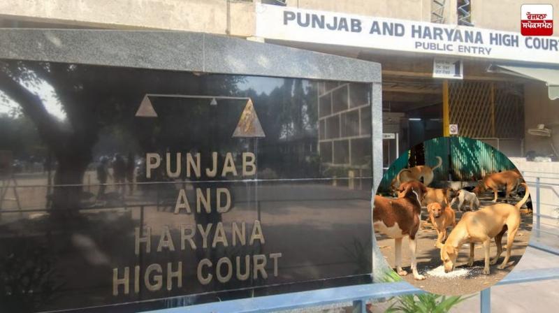 High Court sends cases related to stray dog bites to Supreme Court High Court sends cases related to stray dog bites to Supreme Court