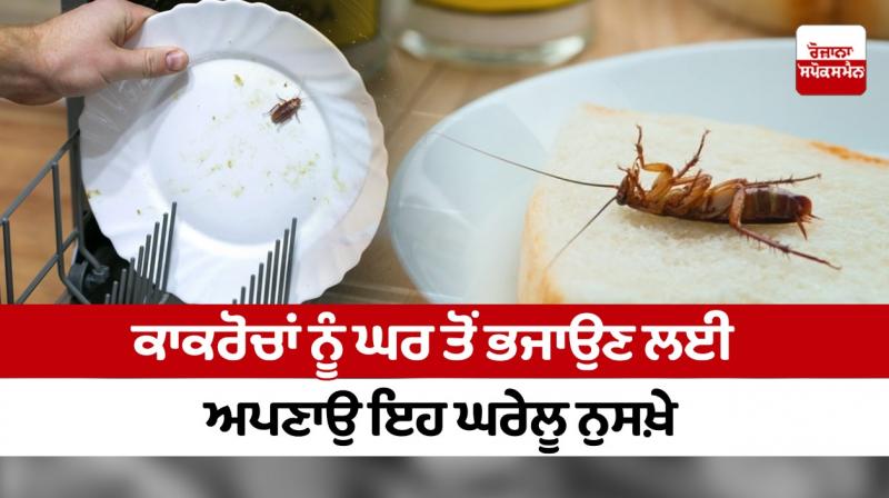 Follow these home remedies to get rid of cockroaches