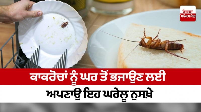 Follow these home remedies to get rid of cockroaches Follow these home remedies to get rid of cockroaches