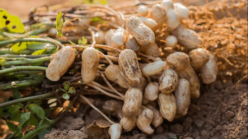 Groundnut cultivation Groundnut cultivation