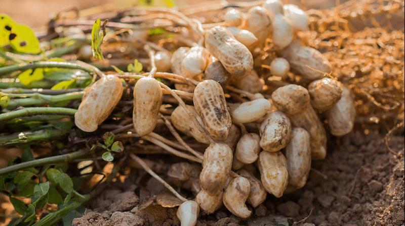 Groundnut cultivation 