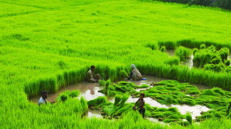 PADDY FARMING PADDY FARMING