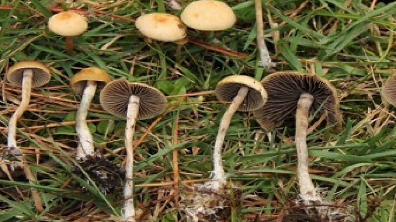 mushroom mushroom