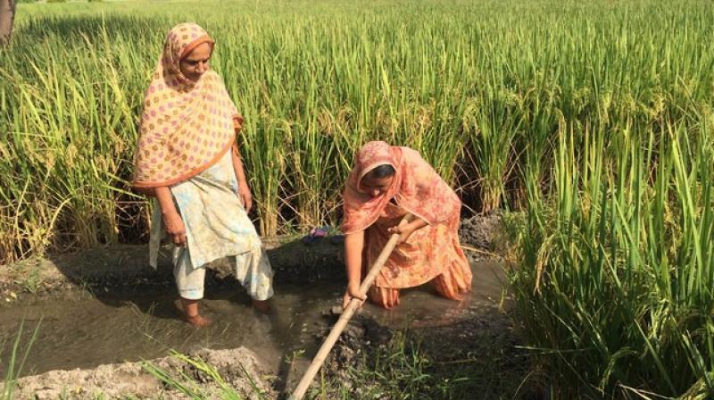 Womens Farmer Womens Farmer