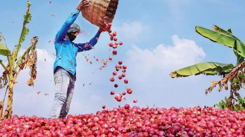 onion price onion price