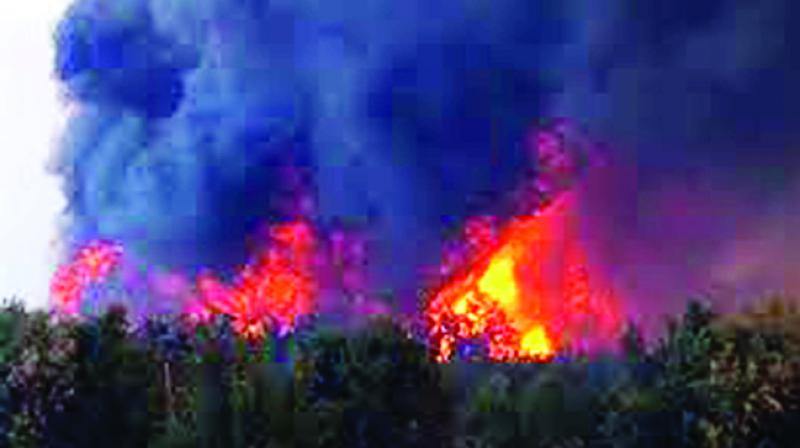 Fire in Jungle