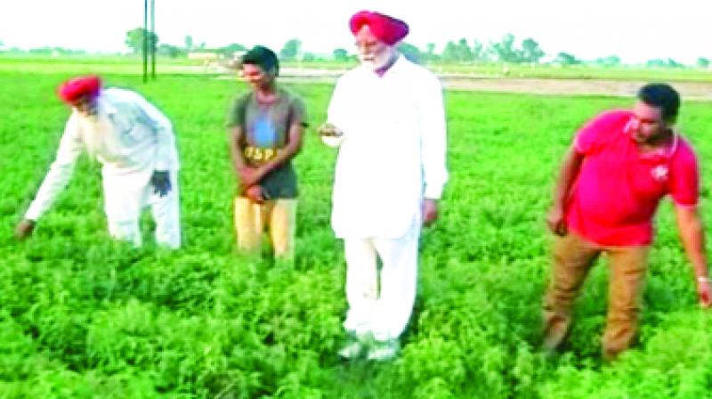 Farmers Showing Mint Crops Farmers Showing Mint Crops