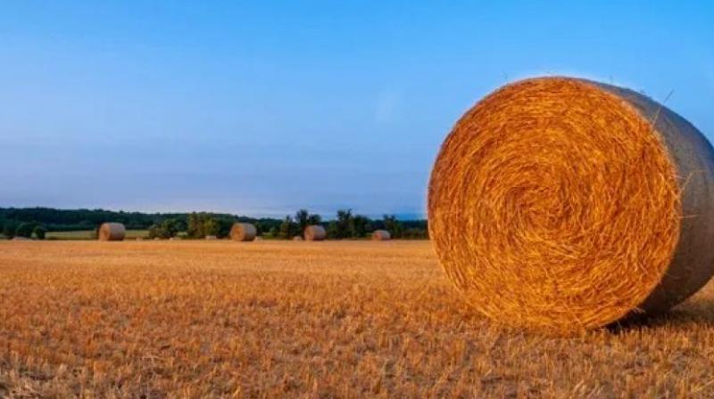 NGT ask Punjab to Explain how you plan to manage straw in 2024 NGT ask Punjab to Explain how you plan to manage straw in 2024