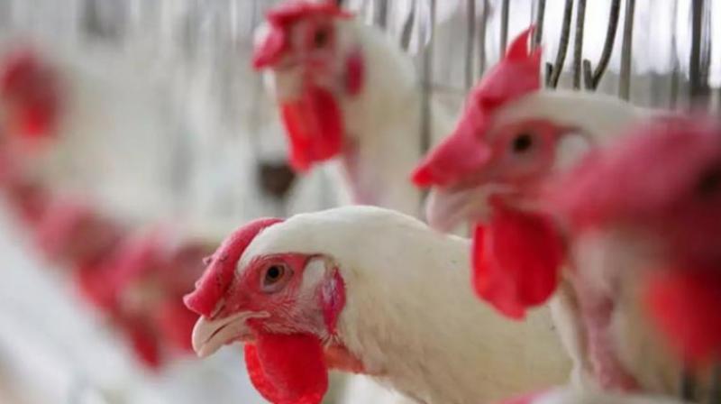 Chicken Chicken