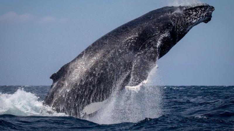 Whale Whale