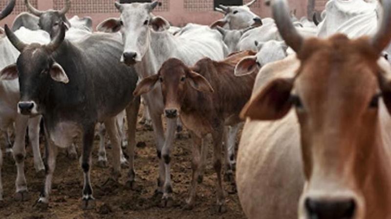 PGSC Chairman submits memorandum to Governor for declaring cow as National Animal PGSC Chairman submits memorandum to Governor for declaring cow as National Animal