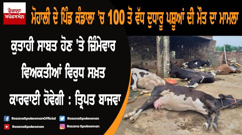 Tript Rajinder Singh Bajwa orders to conduct inquiry into death of cattles in Mohali Tript Rajinder Singh Bajwa orders to conduct inquiry into death of cattles in Mohali