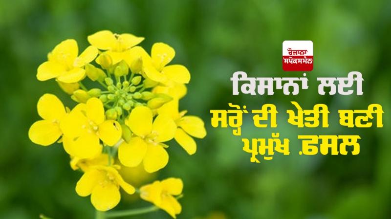 Mustard is a major crop for farmers Mustard is a major crop for farmers